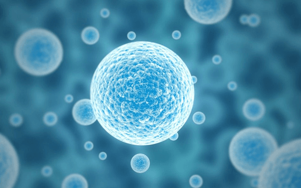 两个月的试管长方案后移植什么胚胎成功率最高？