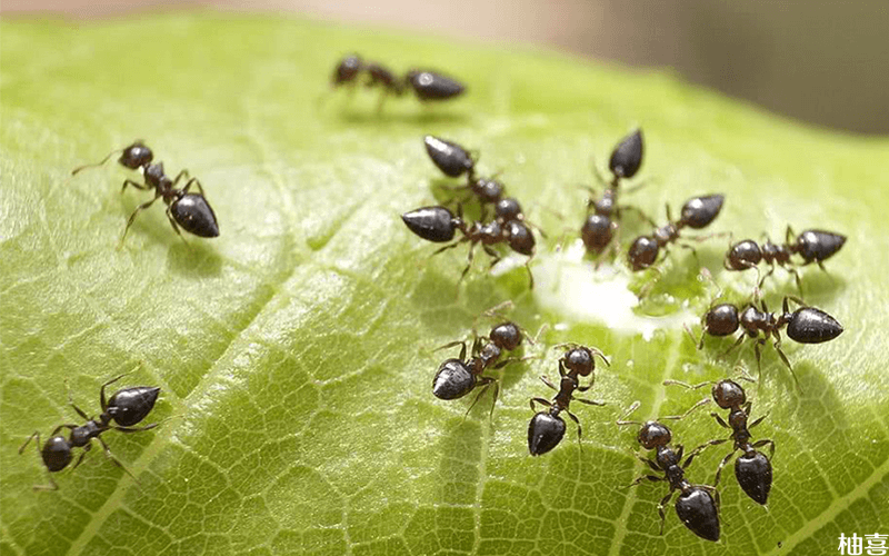 孕妇梦到的一堆蚂蚁
