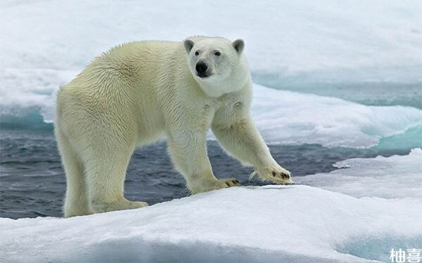 孕妇梦见白色北极熊在是生男还是生女的预兆？