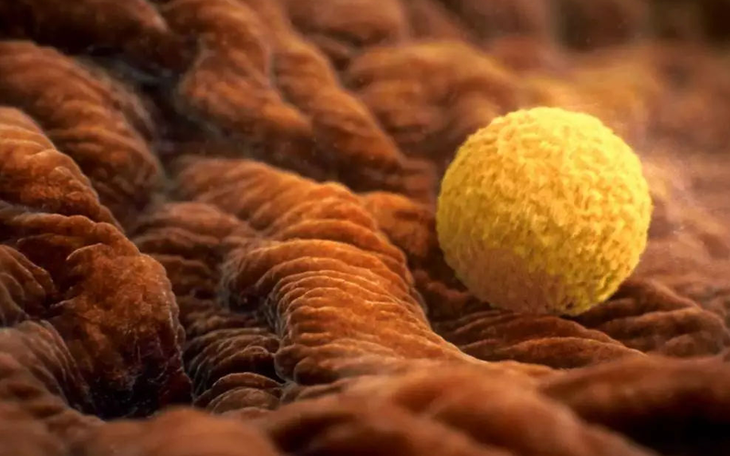 卵泡发育黄素化可能会有少量盆腔积液