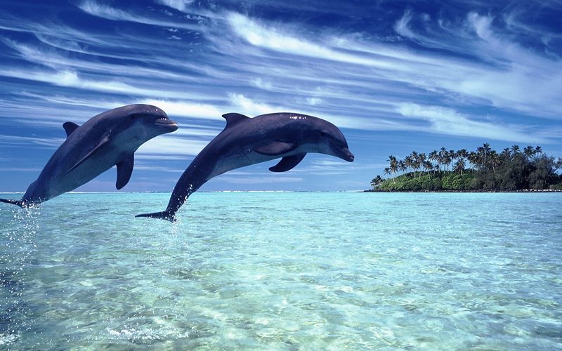 孕妇梦见成群的海豚可能会生女孩
