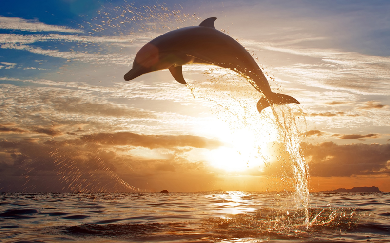 孕妇梦见海豚跳跃生男生女都有可能