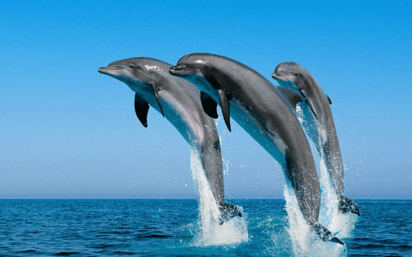 孕妇梦见成群的海豚跳跃一定是生女孩吗？