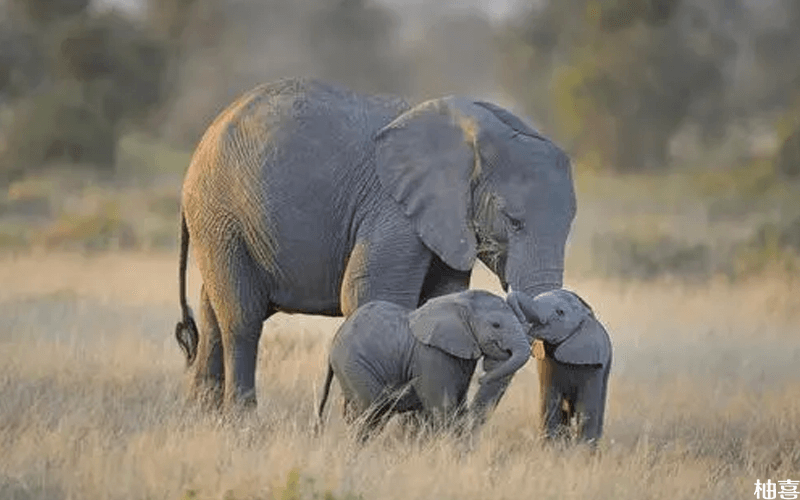 孕妇梦到很多大象