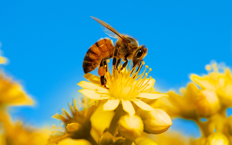 备孕期间梦到很多蜜蜂是胎梦