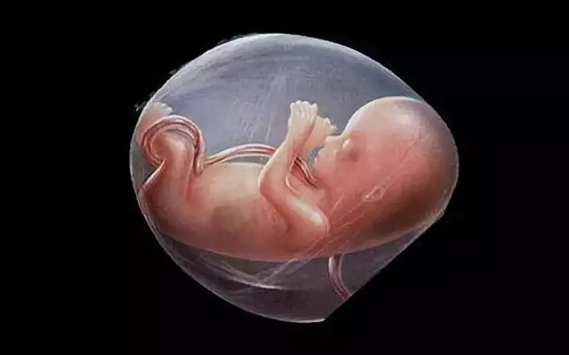 胎儿在母体内正常发育