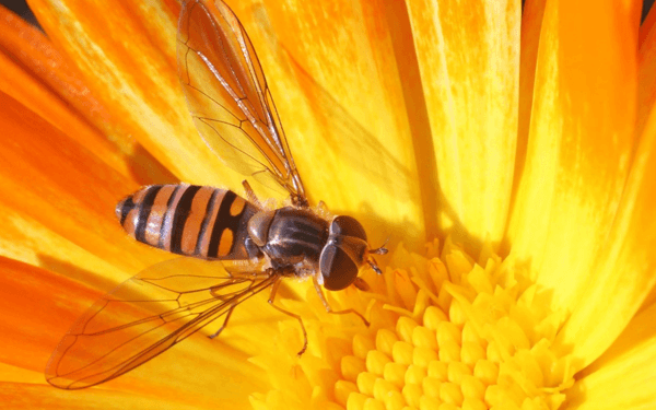 备孕期间梦到很多蜜蜂是胎梦吗？