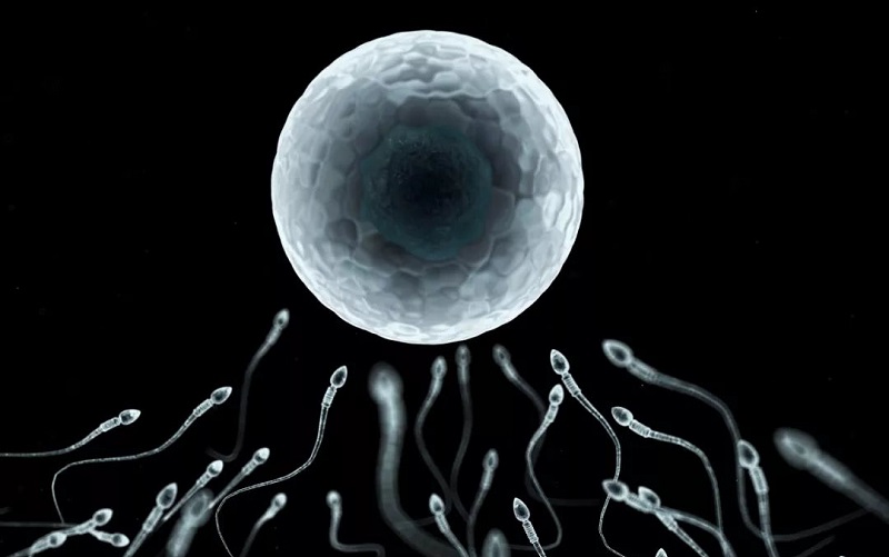 精子正往卵细胞行动