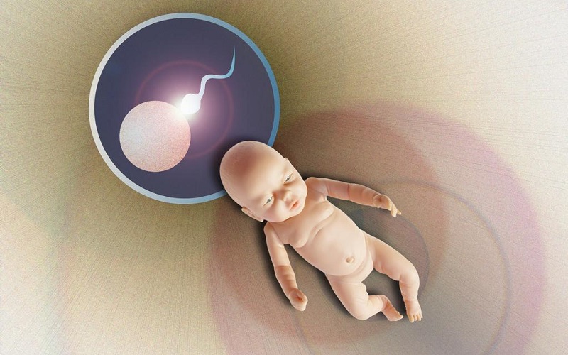 精子和卵子的结合才会孕育出宝宝