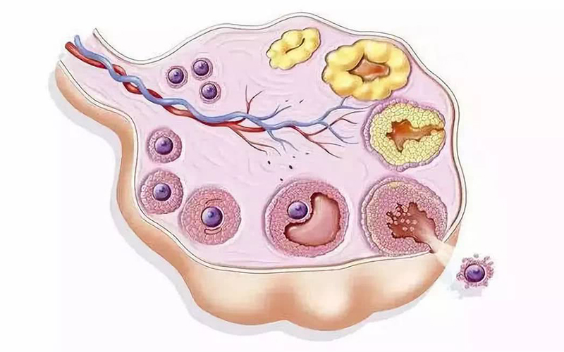 卵巢内的基础卵泡示意图