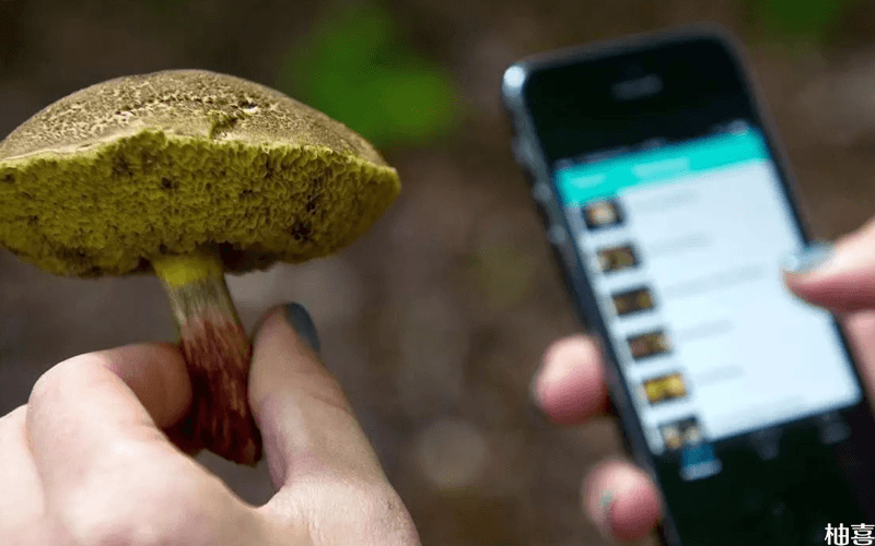 毒蘑菇辨认