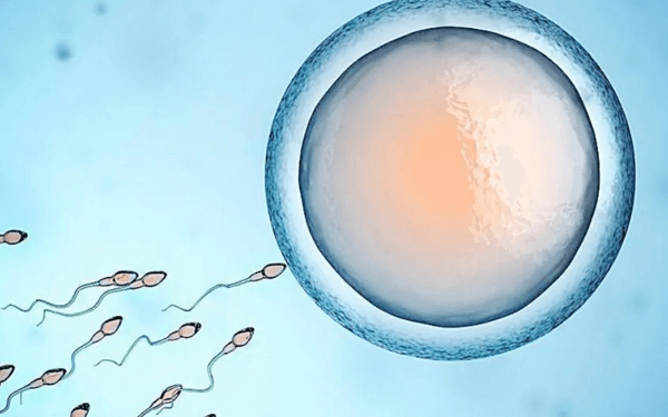 氯米芬和来曲唑片用于试管促排卵的时候有什么区别？