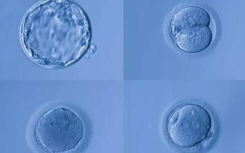 胚胎发育差会影响养囊成功率