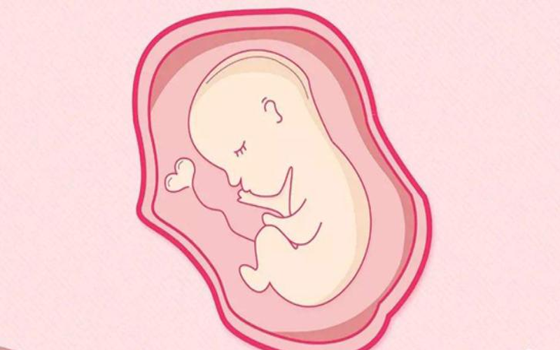 三级胚胎不建议养囊