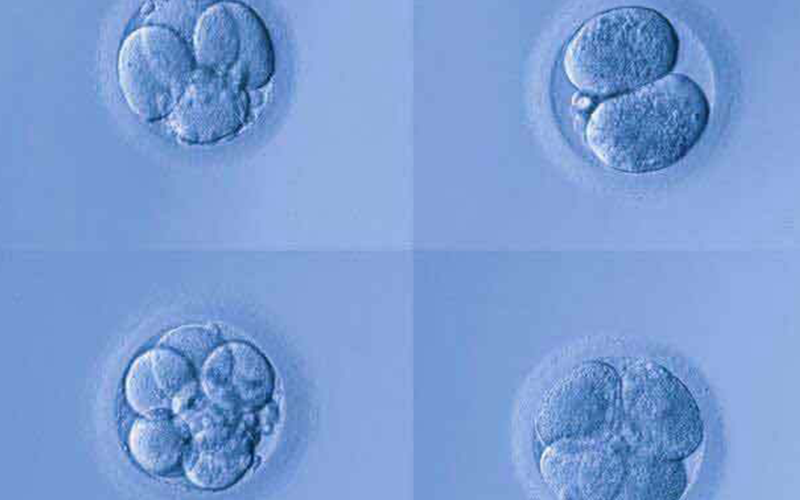 胚胎等级并不能决定胎儿性别