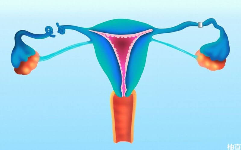 输卵管堵塞会影响精卵结合
