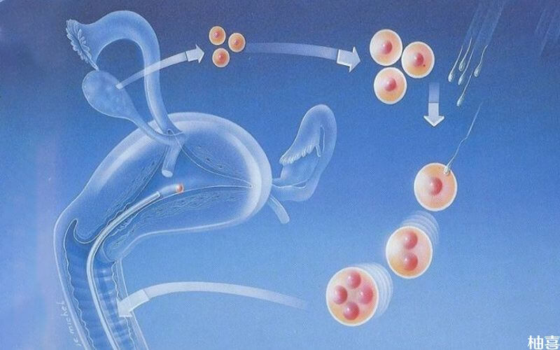 胚胎等级影响试管婴儿成功率