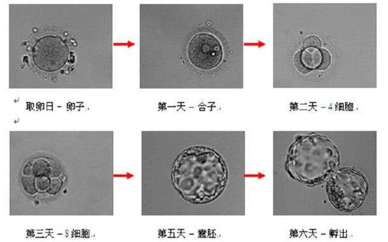 胚胎分裂过程图