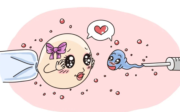 3个小卵泡能配成几个优质胚胎？