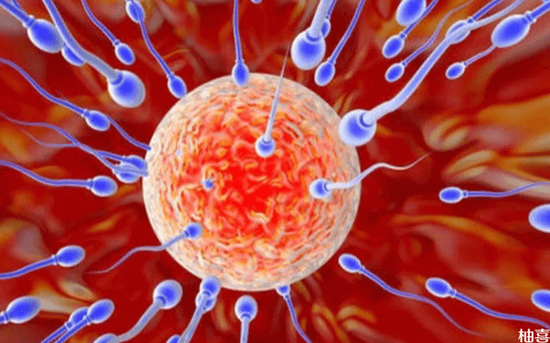 精子活力过高会造成多精入卵