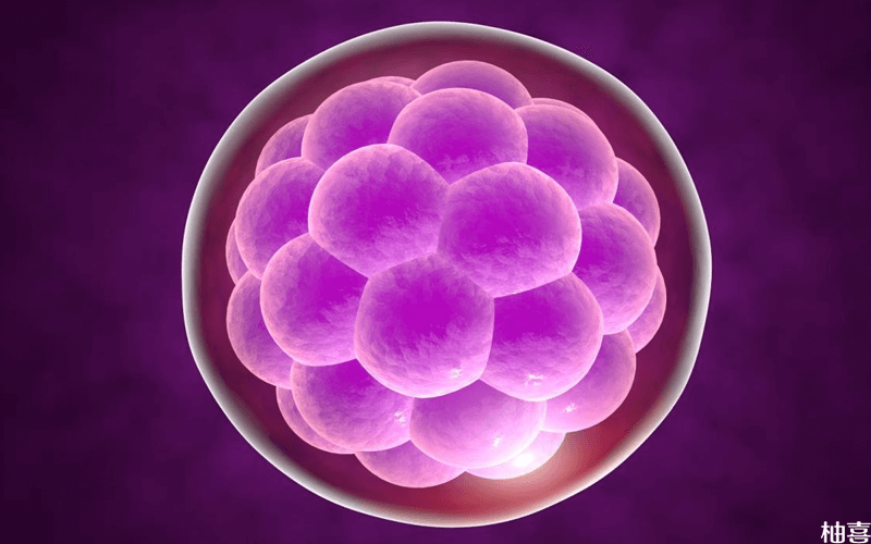 囊胚的级别代表着移植后的成功率