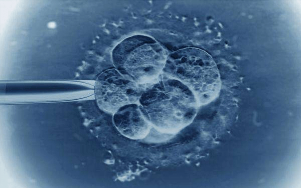 养囊出了3bc的囊胚，这种胚胎质量怎么样？