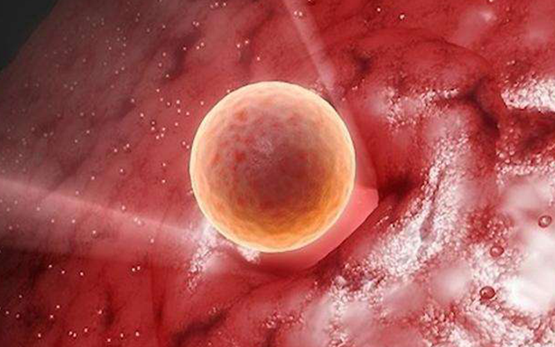 囊胚第一天仅在子宫内游移