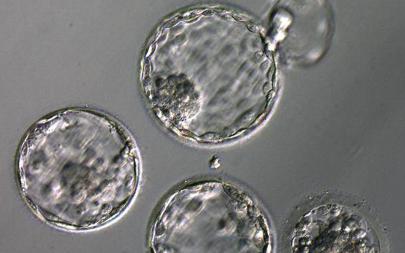 4ab囊胚是指优质的胚胎水平