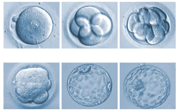 想知道囊胚质量好不好，请问囊胚等级是怎么划分的？