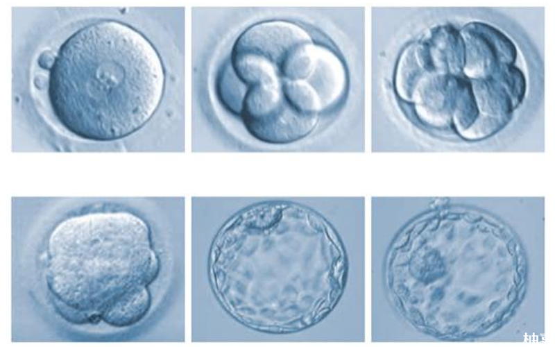 囊胚不能决定胎儿性别