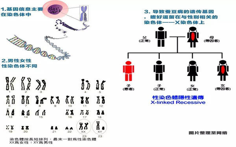 蚕豆病的致病基因位于x染色体上