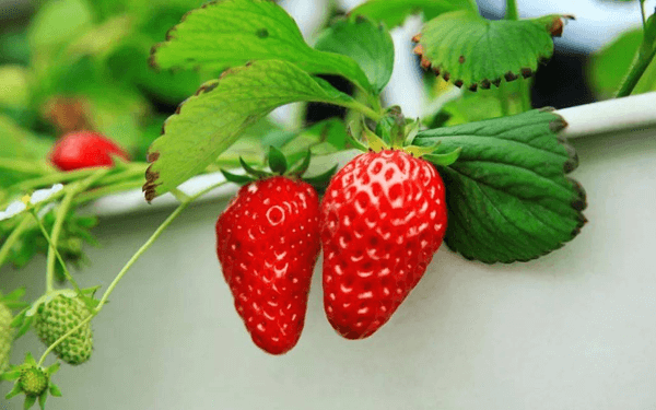 孕妇梦见摘草莓是不是在暗示生男生女？