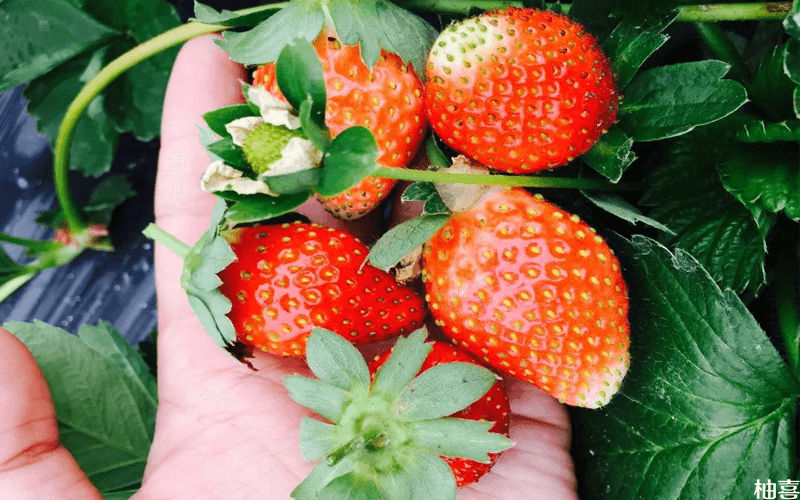 孕妇做梦梦见摘草莓