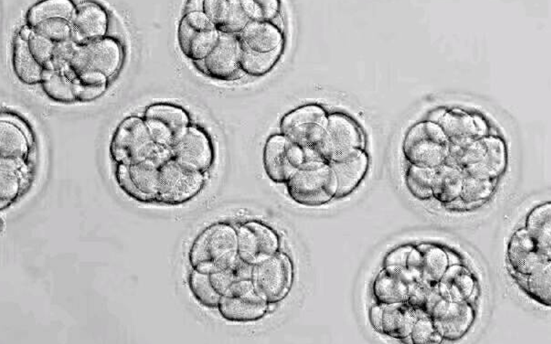囊胚5bb属于优质囊胚