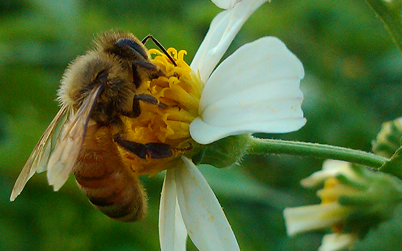 孕妇梦见蜜蜂采蜜代表近期运势好