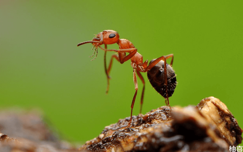 怀孕期间梦见蚂蚁