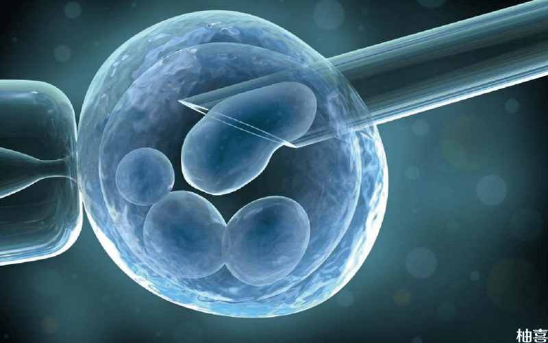 胚胎移植后的女性