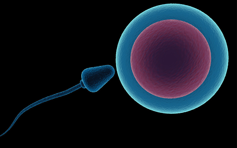 养囊成功率与精子卵子都有关