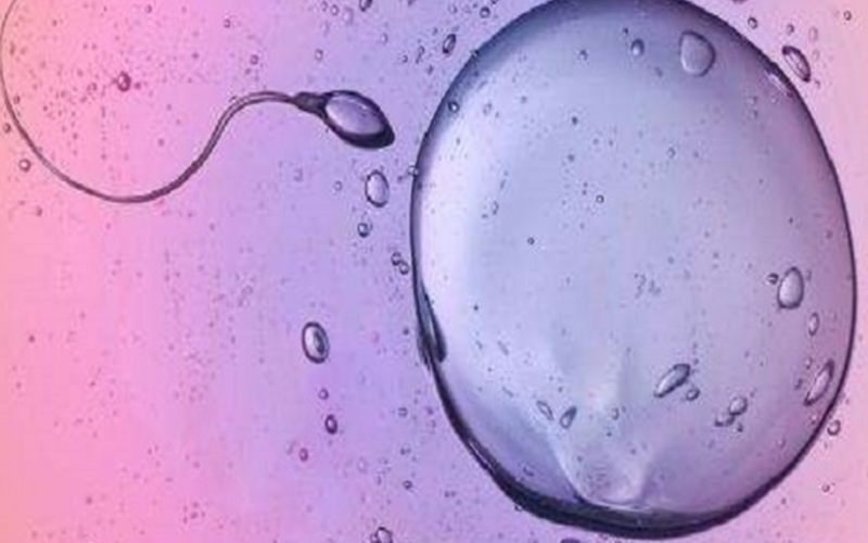 鲜胚移植第二天会变成囊胚