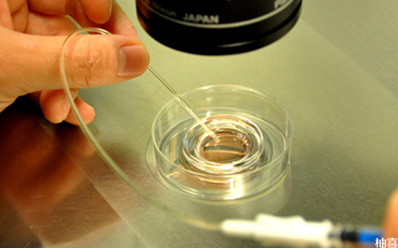 胚胎移植过程
