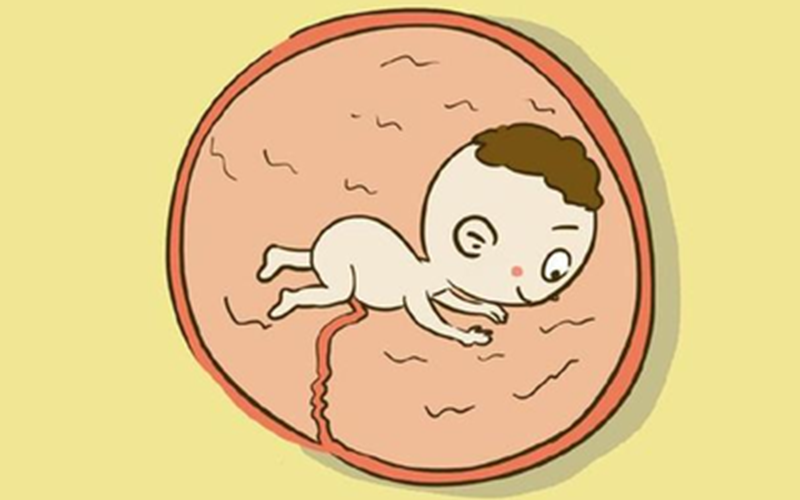 孕期多补充钙质利于股骨发育