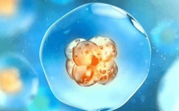 只有三级胚胎是精子质量不好还是卵子质量不好？