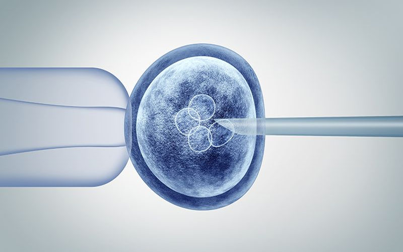 囊胚有很多种类型