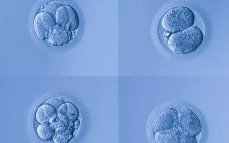 4bb和4bc囊胚质量差别不大