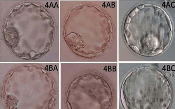 4aa的囊胚相当于几级的胚胎？