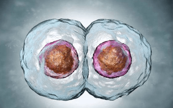 养囊只获取了一个3bc囊胚还有移植必要吗？