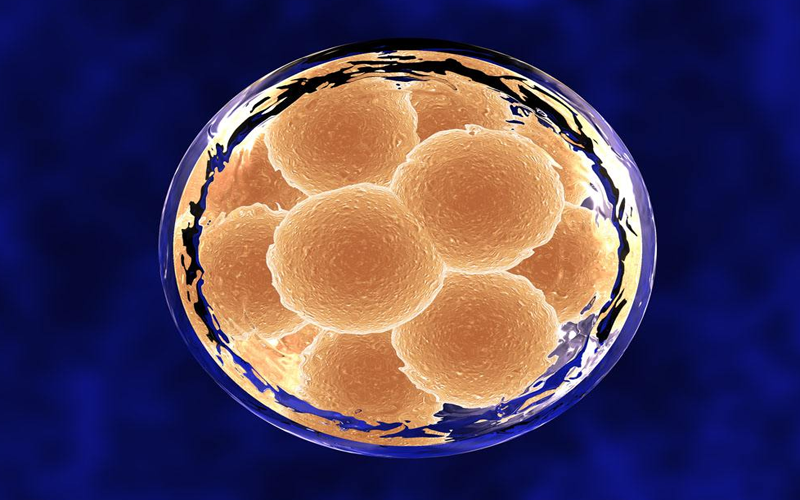 囊胚3bc代表着的是完全扩张期的囊胚
