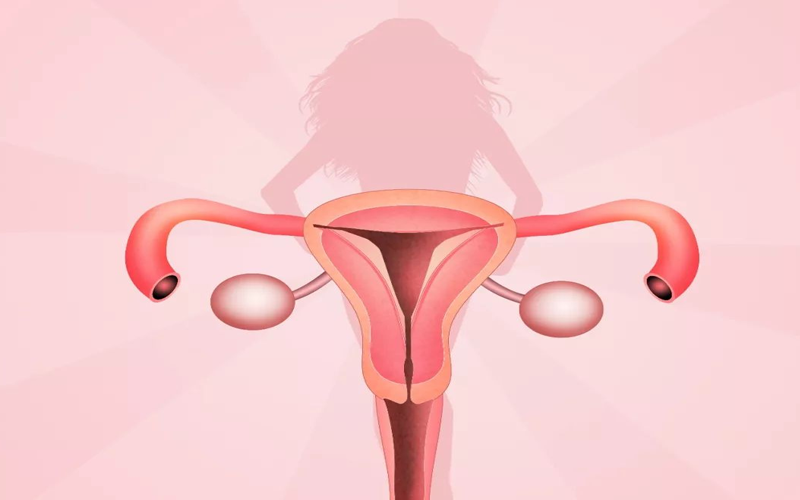 子宫内膜形态不好会影响到胚胎移植
