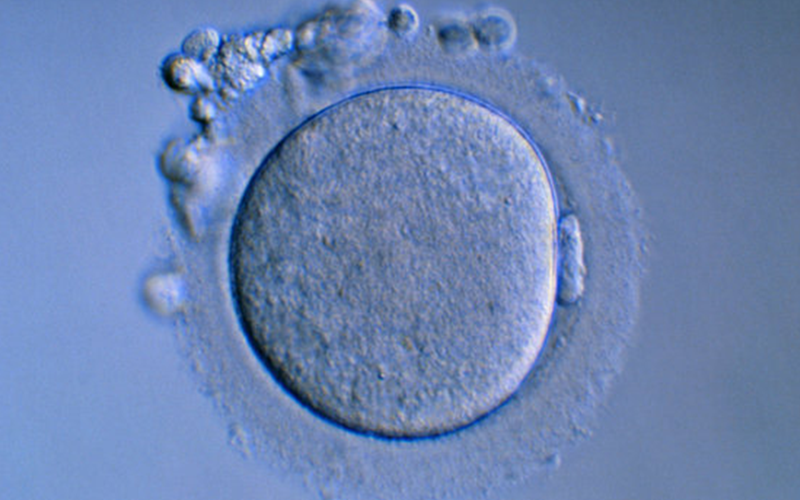 鲜胚移植会一次性植入2~3个胚胎