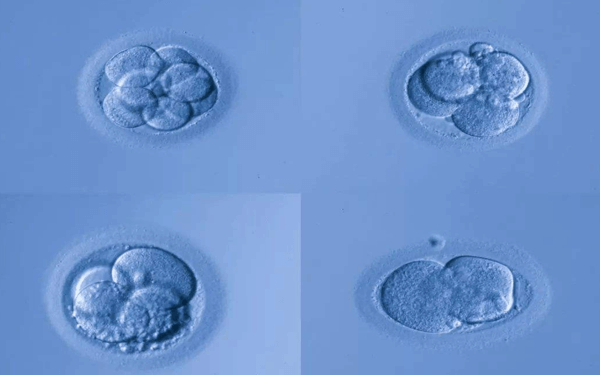 移植培养5天的囊胚生男孩还是女孩比较多？